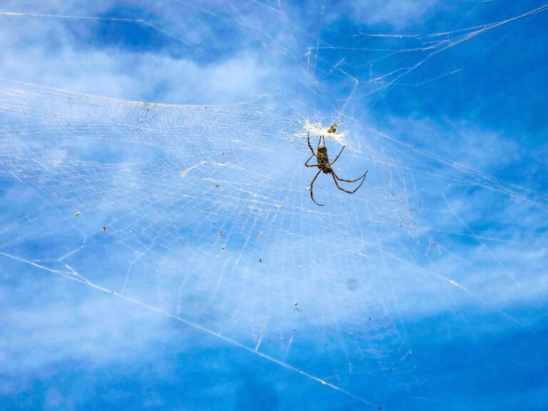 KAITAGO - Dệt Mộng