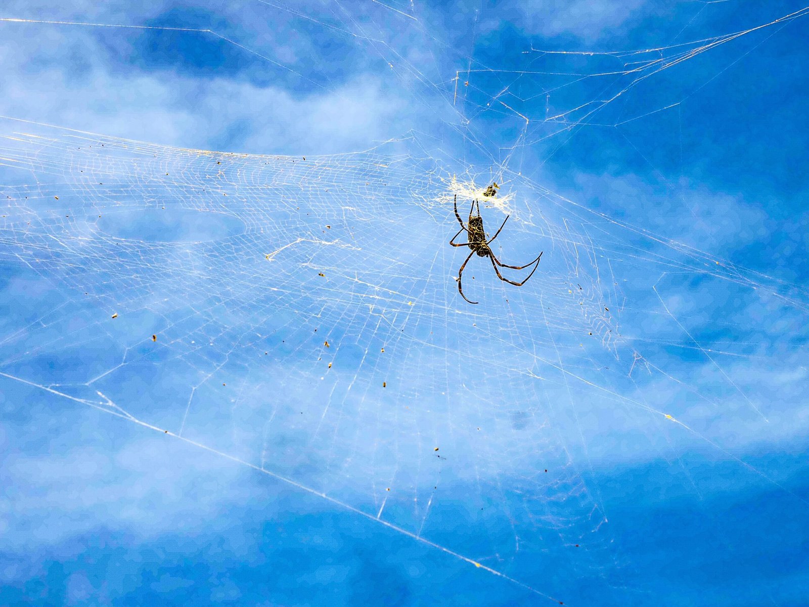 KAITAGO - Dệt Mộng