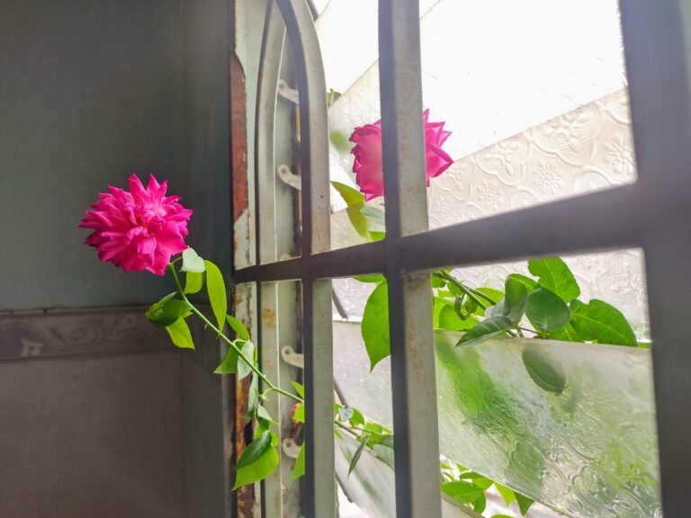 Vượt lười viết hay Ngày 4 - Kaitago